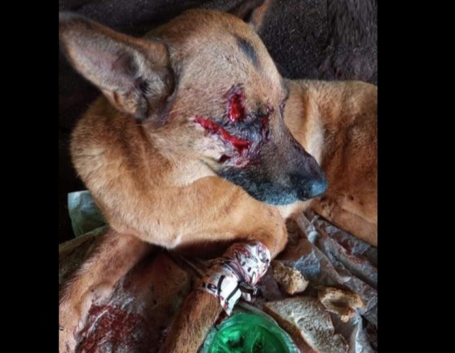 cachorra-ferida-por-quatis