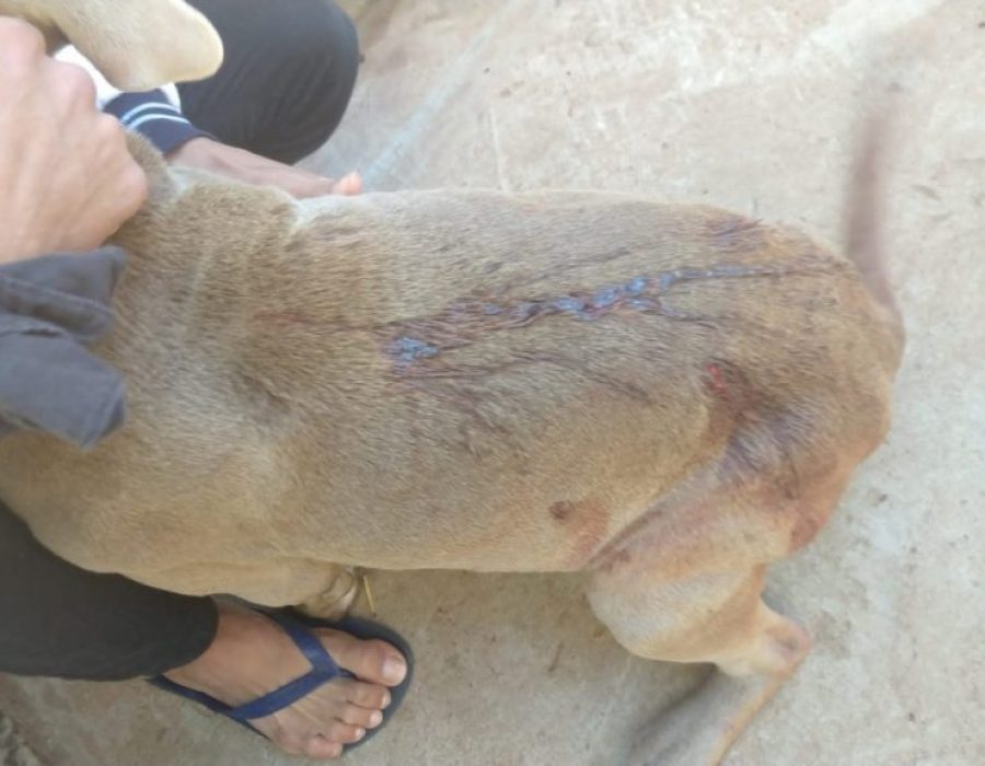 cachorro-esfaqueado-dois-corregos-040821-768x576