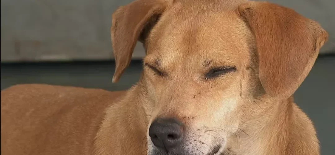 cachorro-espera-santa-casa-guariba-010924