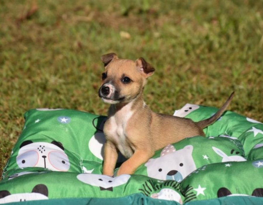 cachorro-filhote-adocao-06123-768x512