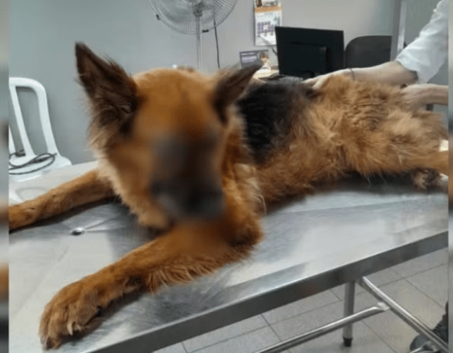 cachorro-maus-tratos-itapetininga-201223-768x418