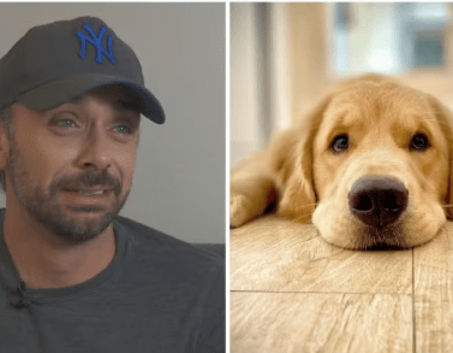 cachorro morre em voo