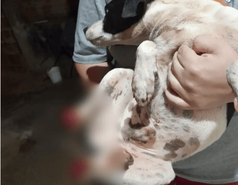 cachorro-patas-decepadas-balbinos-110923