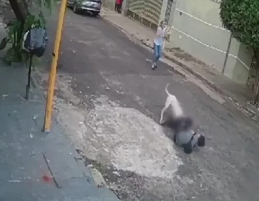 cachorro-pitbul-idosa-bauru-170424