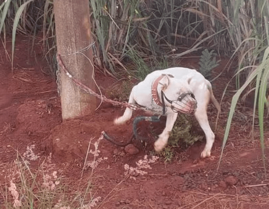 cachorro-preso-poste-pirassununga-310124