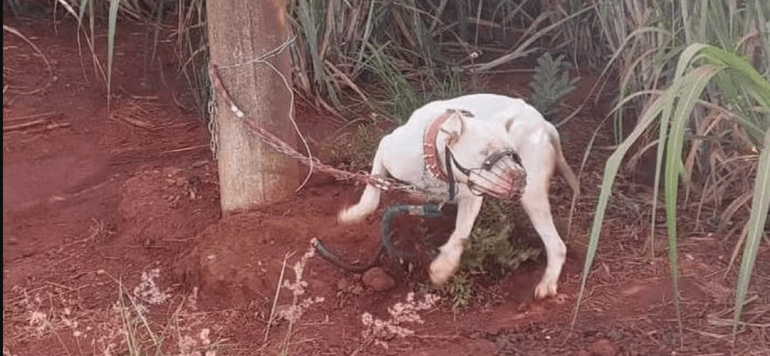 cachorro-preso-poste-pirassununga-310124