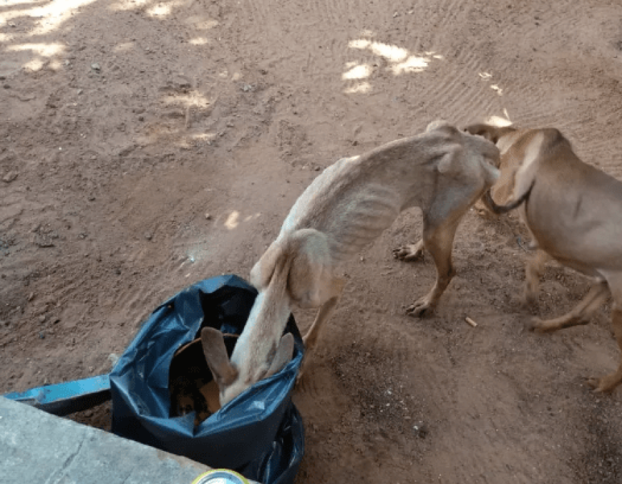 cachorros-tupa-160522