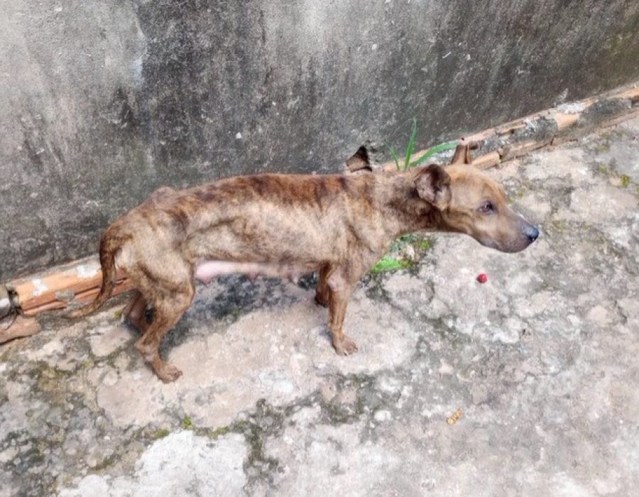 cadela-debilitada