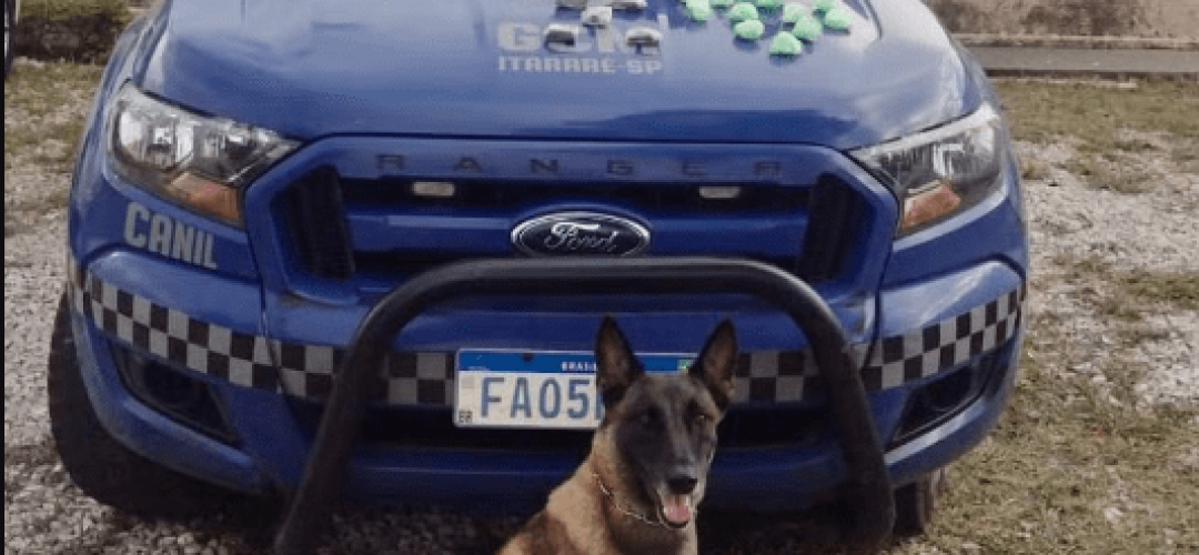 cadela-guarda-droga-itarare-250124