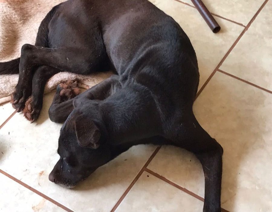 cao-agredido-salto-grande-211221