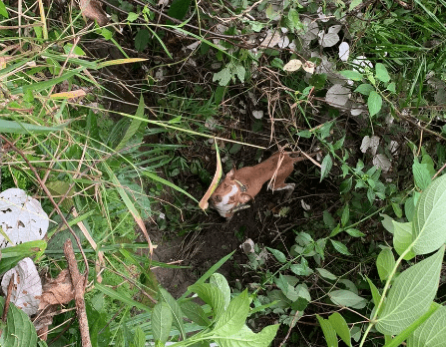 cao-bombeiros-marilia-180423