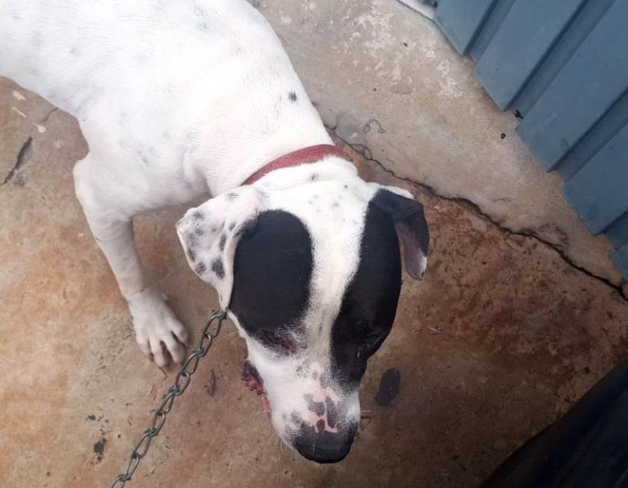 cao-cachorro-pitbull-cordeiropolis-290122