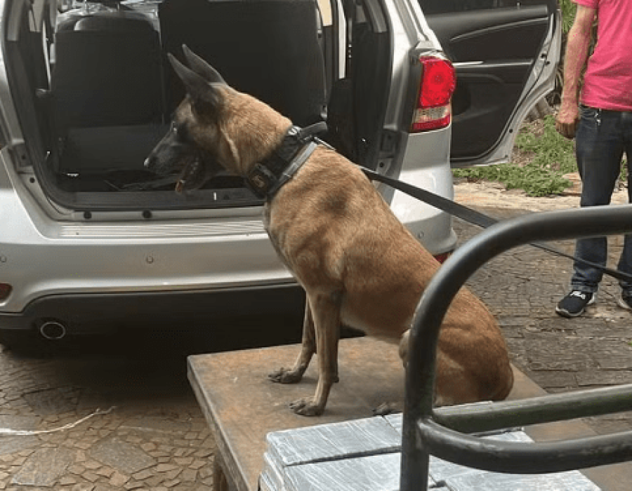 cao-droga-campinas-201223