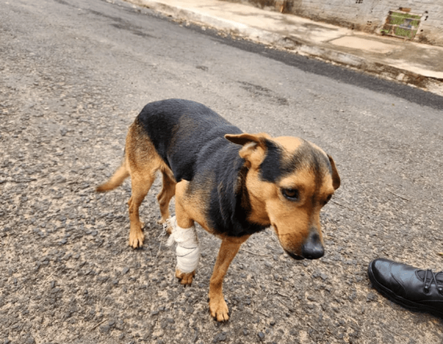cão machucado