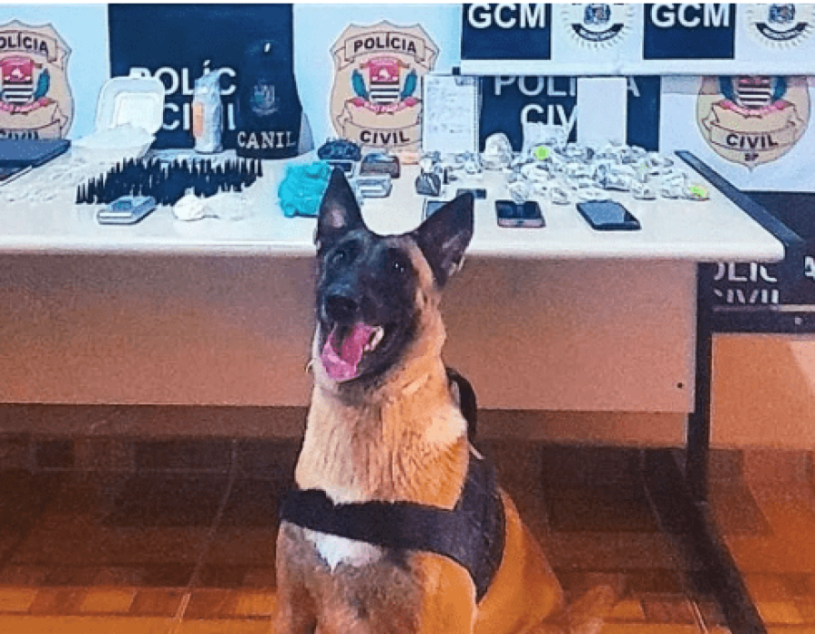 cao-pm-droga-guarei-040523