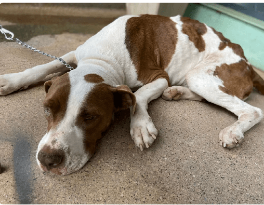 cao-resgatado-garca-190923