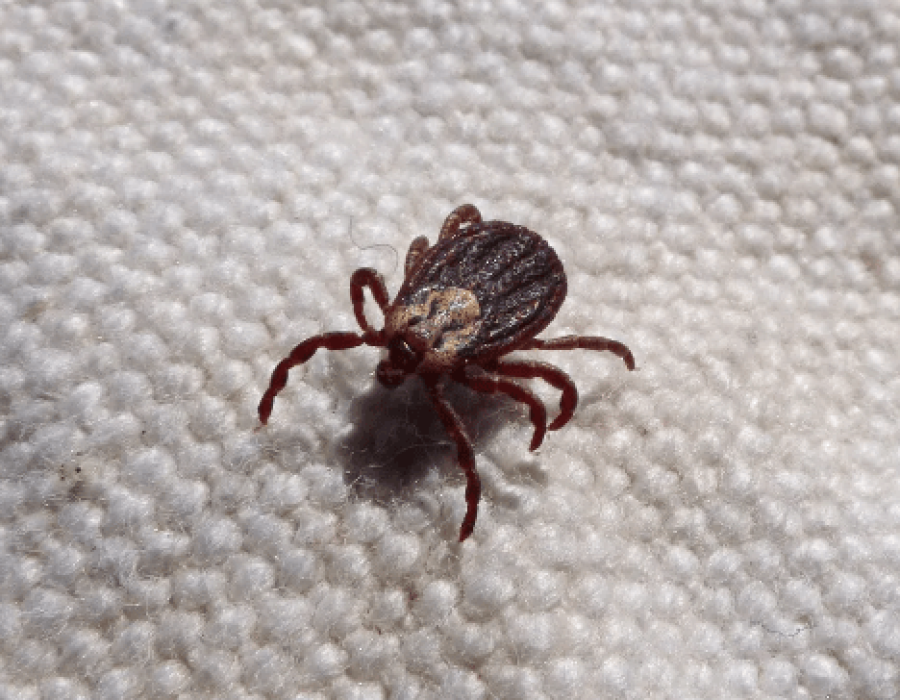 carrapato-estrela-febre-maculosa-311023