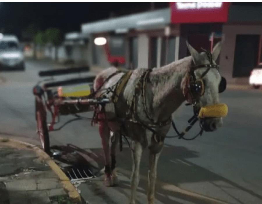 cavalo-charrete-vargem-grende-do-sul-310723