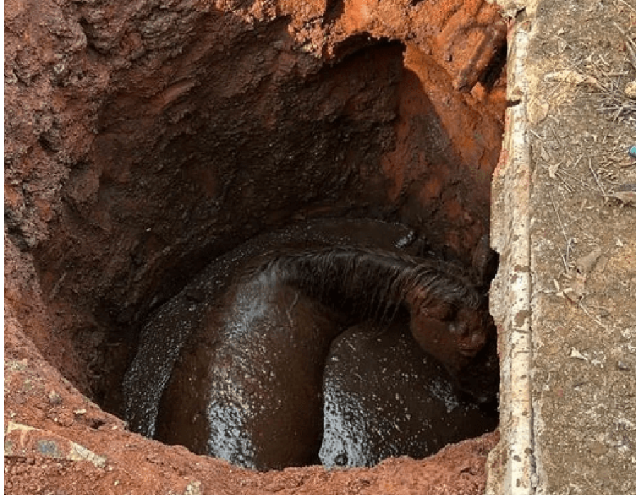 cavalo-fossa-nova-odessa-290923