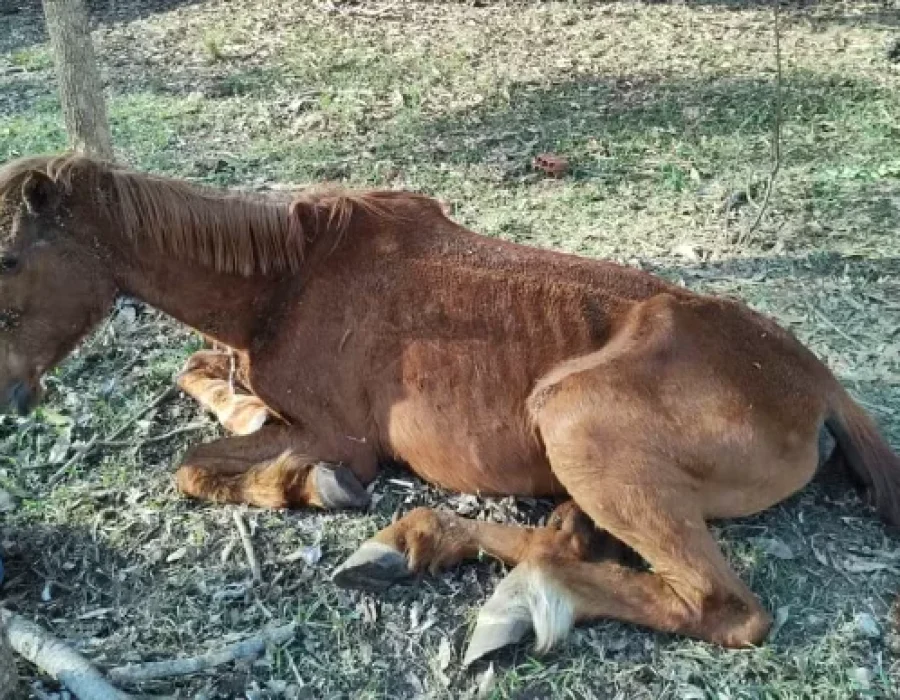 cavalo-maus-tratos-280724