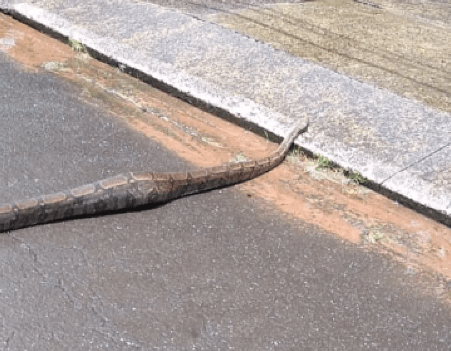 cobra-jiboia-unesp-bauru-240323