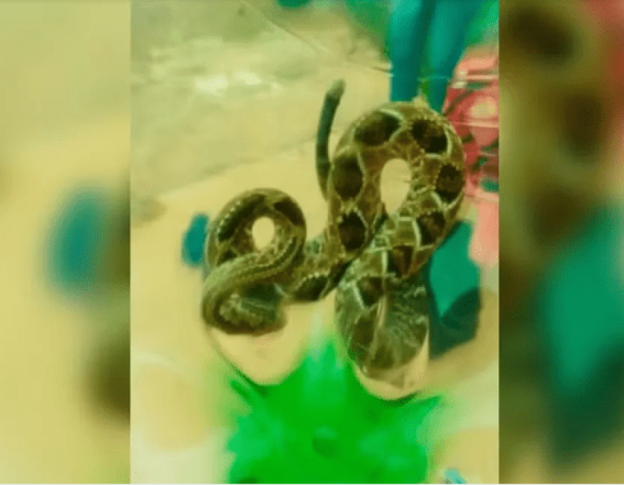 Menino de seis anos é internado na UTI após ser picado por cascavel em Assis (Foto: Assis City/Reprodução)