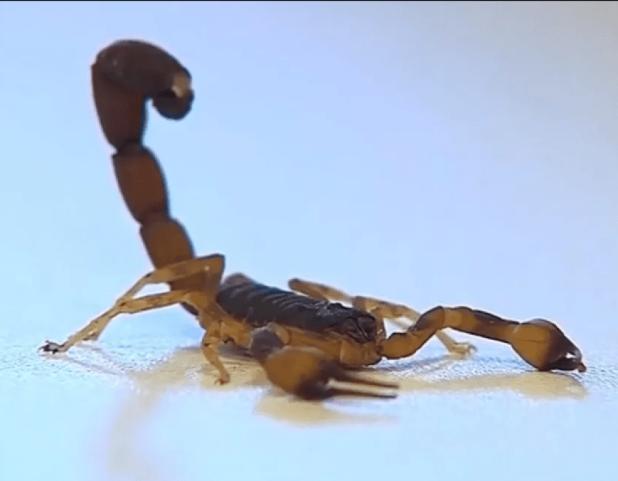 escorpiao-061223-768x505