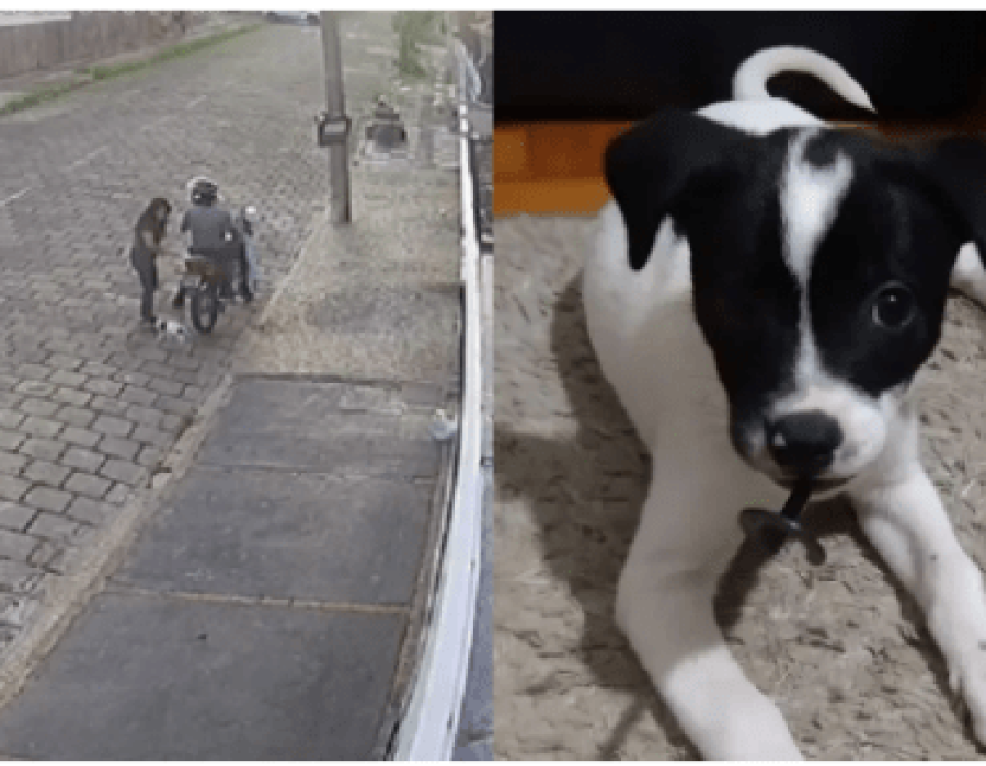 filhote-abandonado-garca-040303-510x290