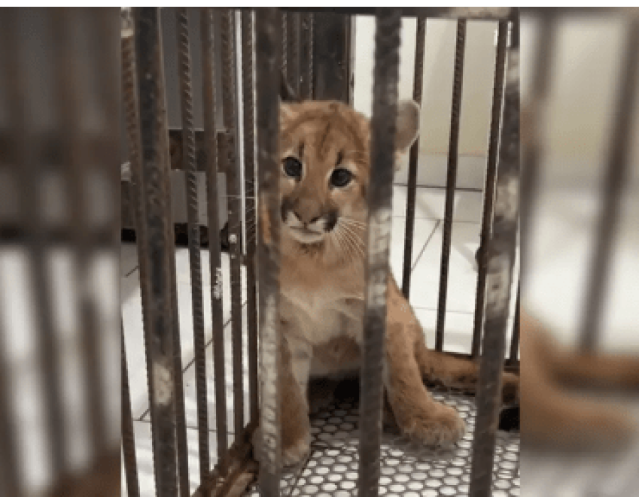 filhote-onca-parda-tejupa-260923