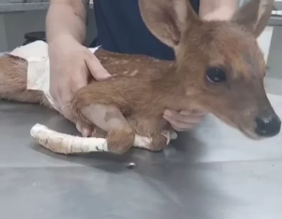 filhote-veado-ribeirao-091024