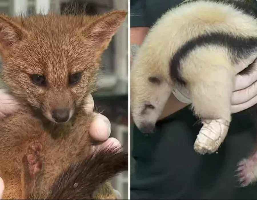 filhotes-de-raposa-e-tamandua-151024