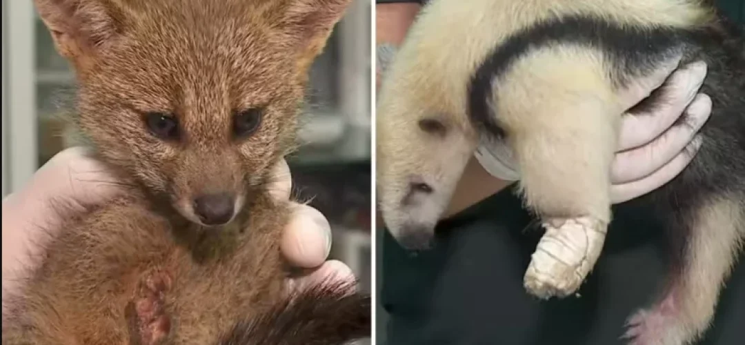 filhotes-de-raposa-e-tamandua-151024