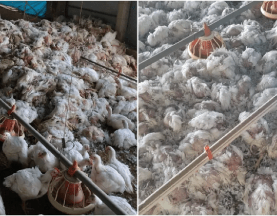 frango-mortos-granja-boituva-041223-768x420