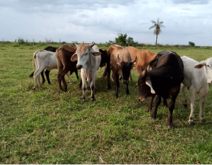 gado-roubado-aracatuba-091123