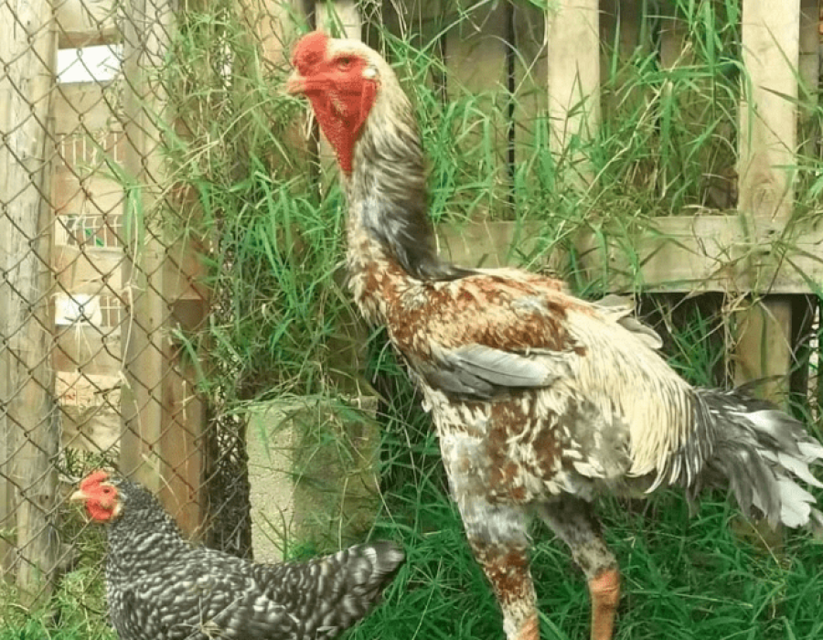 Galinha Índio Gigante ao lado de uma galinha comum. (Foto: Arquivo Pessoal Guilherme Bueno / Reprodução)