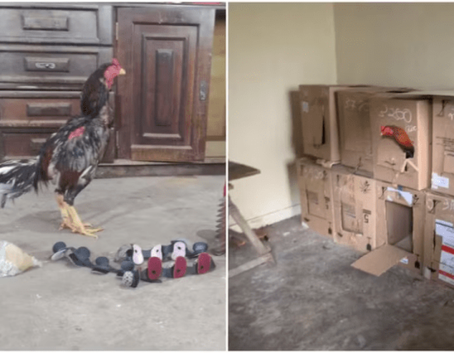 galos-rinha-alambari-130124-768x420