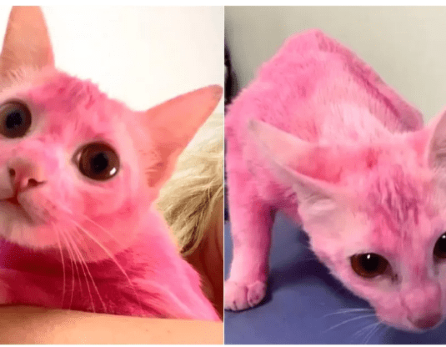 gata-rosa-tatui-060822