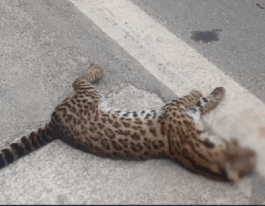 gato-do-mato-pequeno-castello-190723