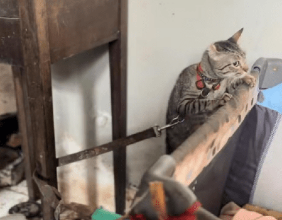 gato-maus-tratos-piracicaba-250124