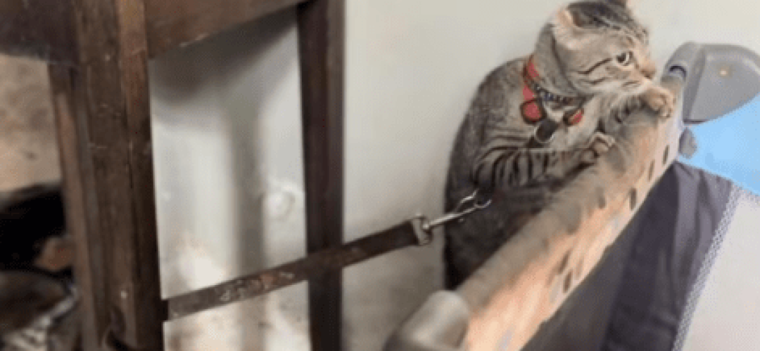 gato-maus-tratos-piracicaba-250124