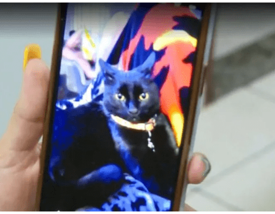 gatos-mortos-sao-carlos-011222