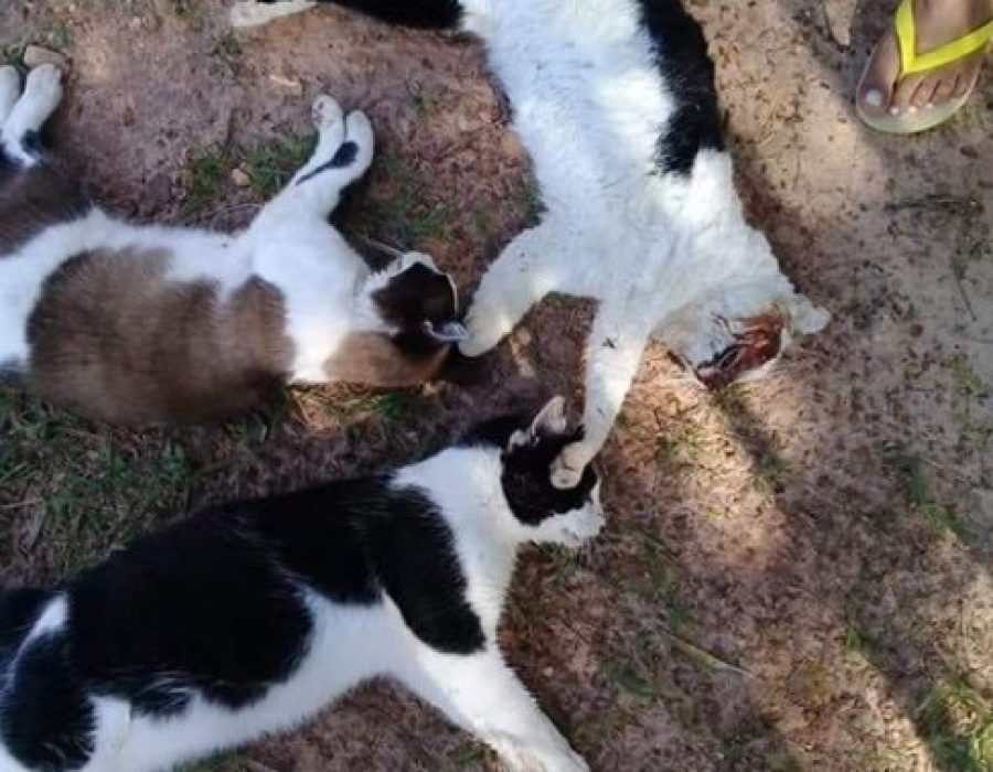 gatos-sao-encontrados-mortos-apos-envenenamento-em-botucatu-gatos