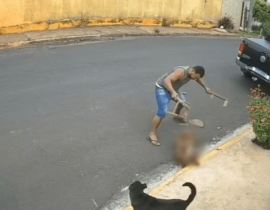 homem-mata-pitbull-pompeia-121223