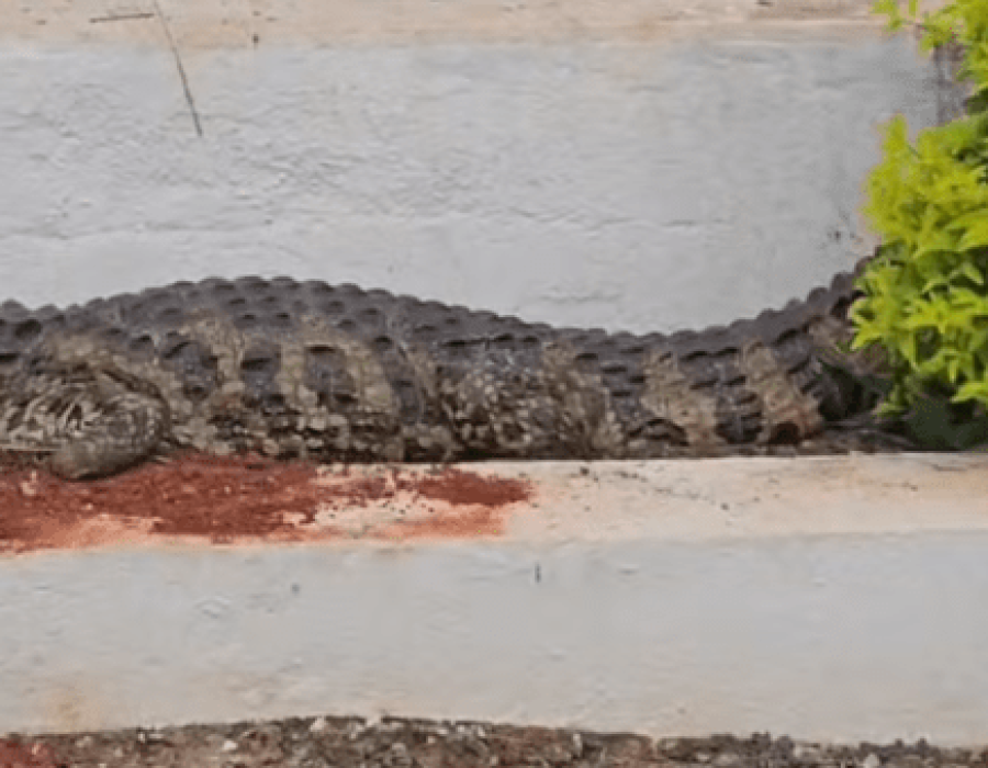 jacare-tatui-080224-768x339