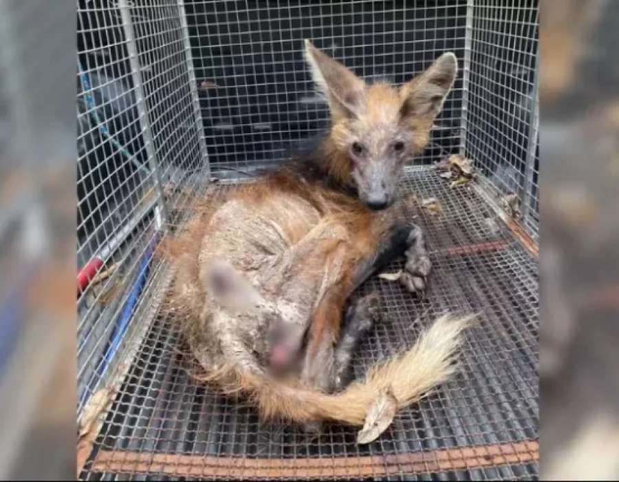 lobo-guara-desnutrido-interior-sp-250424-768x431