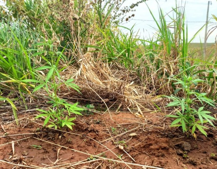 maconha-planta-julio-de-mesquita-020820