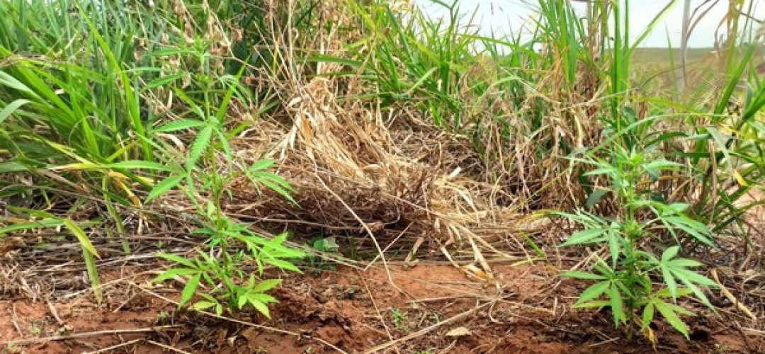 maconha-planta-julio-de-mesquita-020820