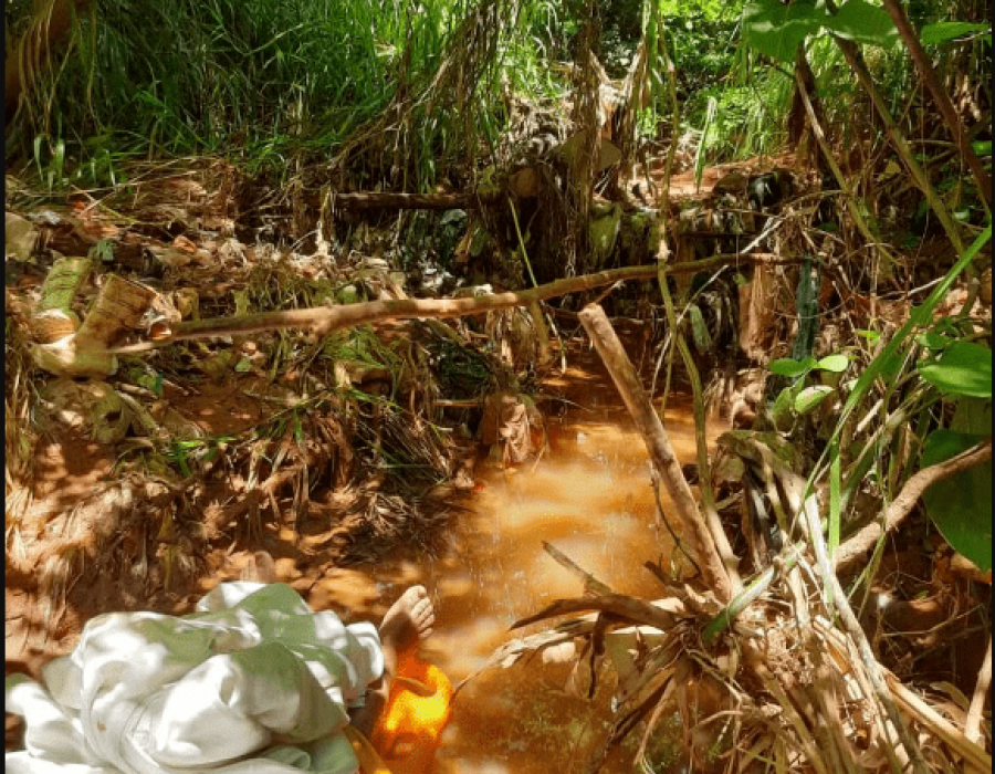 mulher é atacada po abelhas