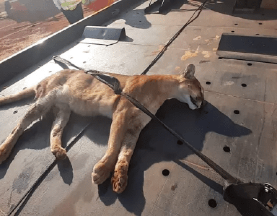 onca-atropelafa-jau-barra-030522