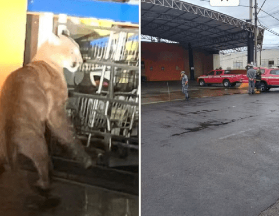 Onça-parda é resgatada em estacionamento de supermercado de Cafelândia (SP), na manhã desta segunda (28) (Foto: Prefeitura de Cafelândia